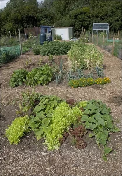 Vegetables growing on well maintained community allotment - Bishops Cleeve Cheltenham - UK