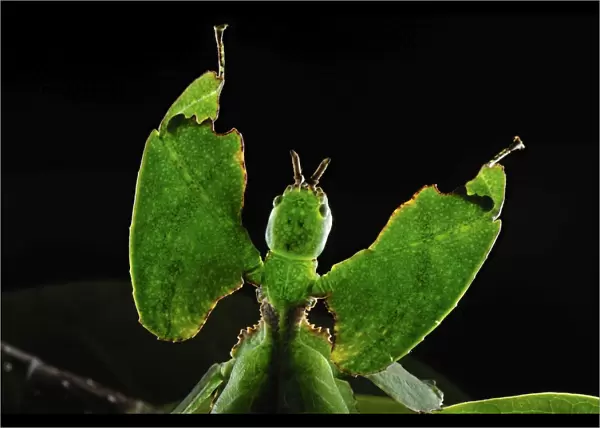Walking Leaf  /  Leaf Insect - at the cloudforest - Cameron Highlands - West Malaysia. Phylliidae - Phasmida