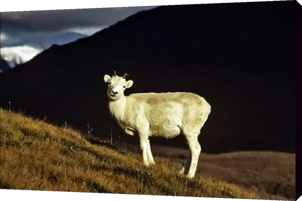Dall's Sheep - female