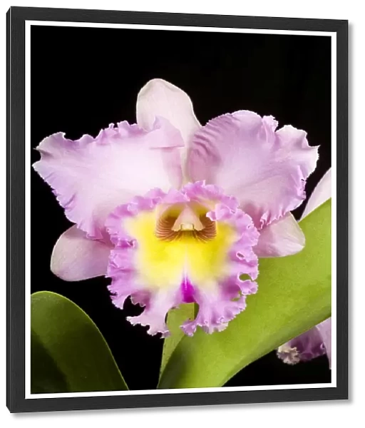 Orchid - Cattleya - Central and south America