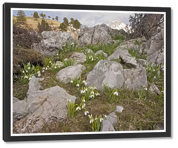 Snowdrop - on limestone in the Yaban Hayati National Park in the Taurus Mountains, south Turkey