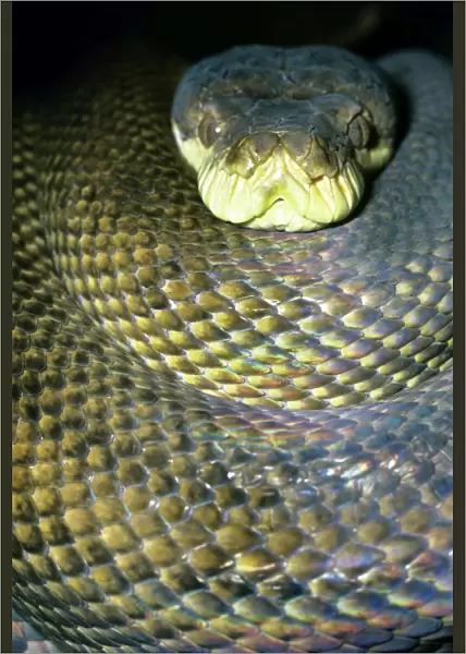 Amethyst  /  Amethystine  /  Scrud Python - head in coils - Australia