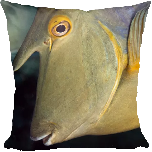 Whitemargin Unicornfish - Red Sea