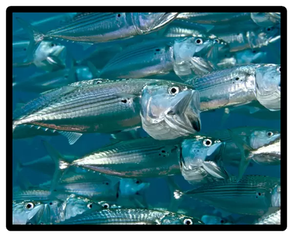 Indian Mackerel - Red Sea