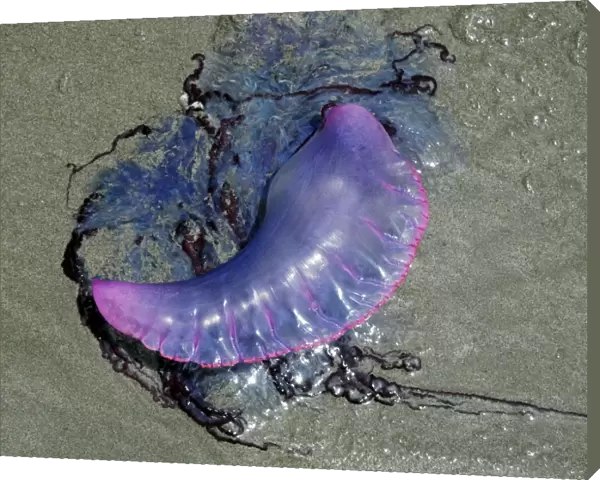 Portuguese Man o War - washed ashore on the beach in Tobago