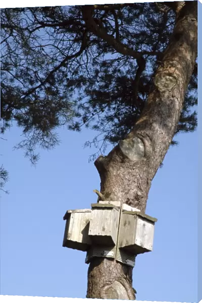 Bat boxes set up to offer a range of exposures to the warmth of the Sun