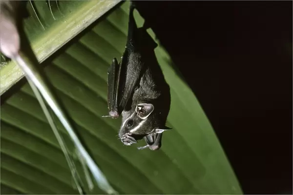 Tent Making Bat - roosting under Banana Palm leaf - Amazonia - Brasil
