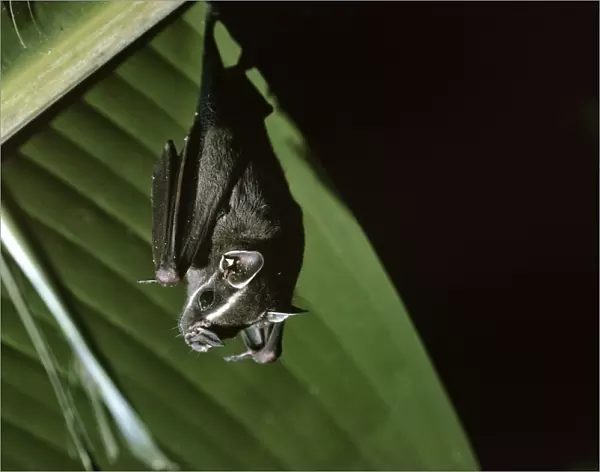 Tent Making Bat - roosting under Banana Palm leaf - Amazonia - Brasil