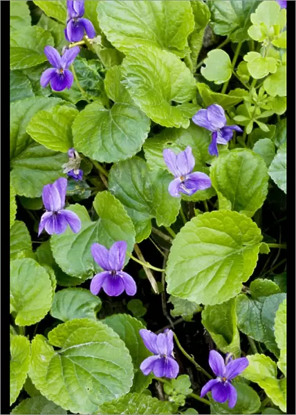 Sweet Violets - in spring on woodland bank, Dorset UK