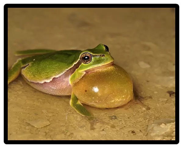 European Treefrog - calling - Switzerland