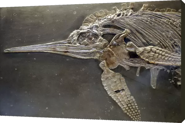 Ictrhyosaur, fossil reptile, Jurassic