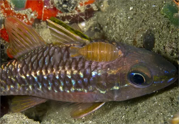 Isopod - on a Cardinalfish (Apogon apogonidae) - Indonesia