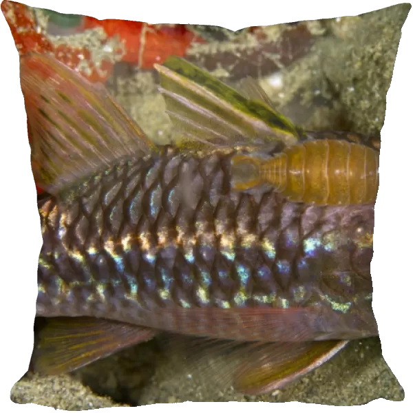 Isopod - on a Cardinalfish (Apogon apogonidae) - Indonesia