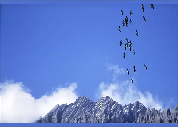 Demoiselle Cranes - in flight over mountains - Nepal