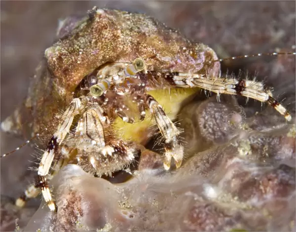 Hermit Crab - Indonesia