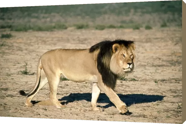 Lion - walking - Kalahari Desert - Southern Africa