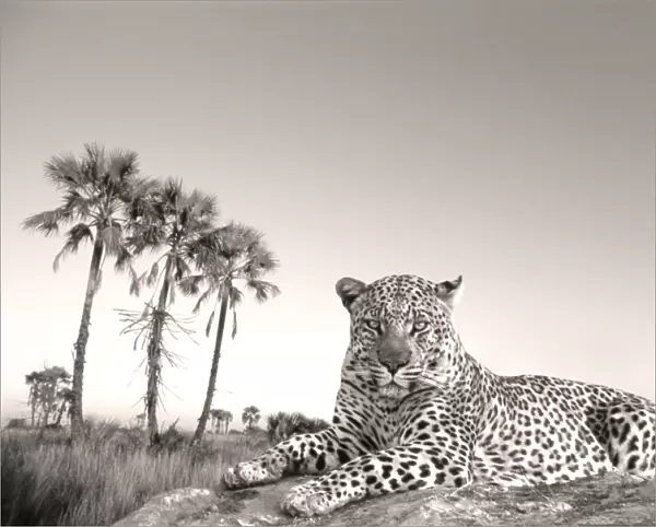 Leopard - male rests on termite mound - Makgadikgadi Pans Game Reserve - Botswana