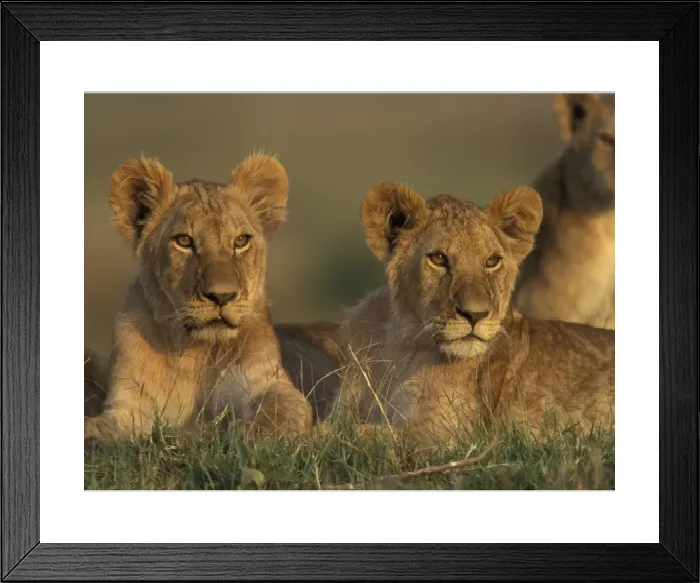Framed Print : Lion Print: Alert Lion Cubs Framed Print : Lion Print: Alert Lion Cubs