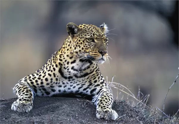 Leopard. LA-8784. Leopard. Panthera pardus