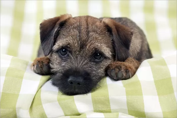 DOG - Border terrier puppy sitting on a blanket