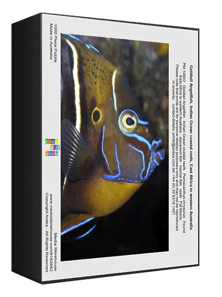Goldtail Angelfish, Indian Ocean coastal reefs, East Africa to western Australia