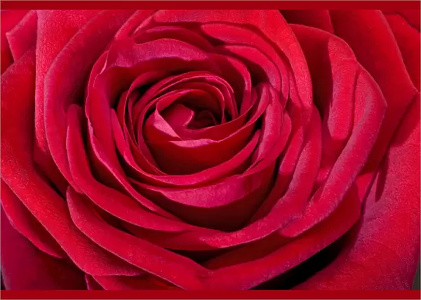 Red Rose. ME-2537. Red Rose. Johan De Meester
