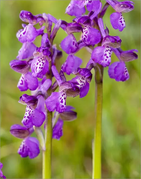 Green-winged Orchids - Gargano Peninsula, Italy