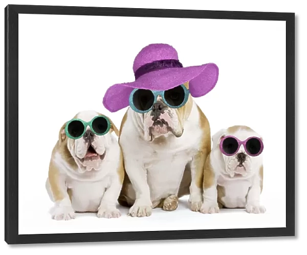 Dog - English Bulldog - adult and puppies wearing Christmas hats and glasses. Digital Manipulation: Hats & glasses (Su) - added spots to puppy on right