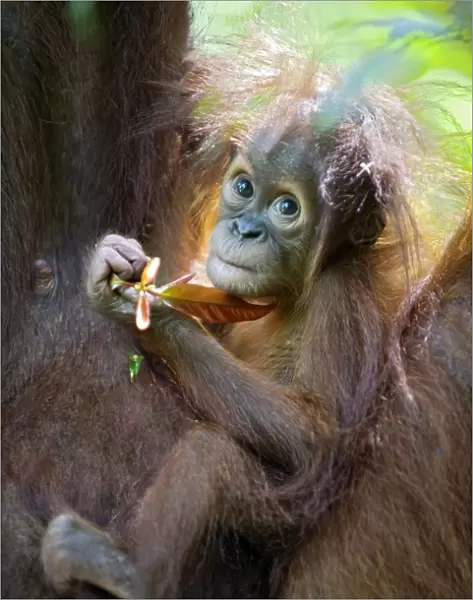 Sumatran Orangutan - 9 month old infant - North Sumatra - Indonesia - *Critically Endangered - *Digitally removed small highlight in foreground