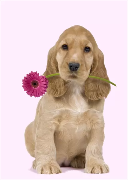Dog - English Cocker Spaniel - puppy holding flower Digital Manipulation: Flower (Su) background white to pink