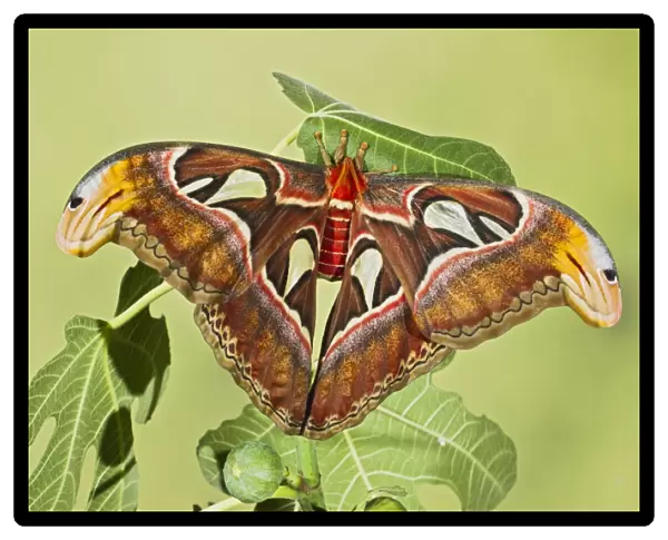 Giant Atlas Moth - on leaf - South East Asia - controlled conditions 14653
