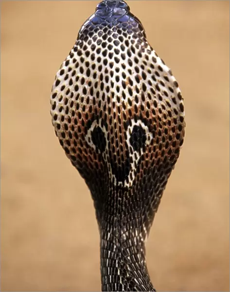 Asiatic  /  Indian Cobra - close-up of back of head