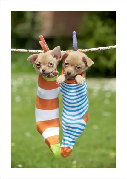 DOG - Chihuahua puppies hanging in socks (4 weeks)
