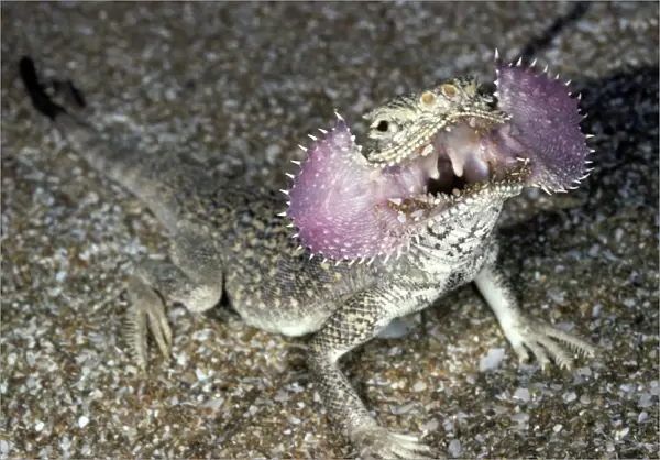 Secret Toad-Headed Agama - dispays being disturbed - sand dunes - desert - Caspian sea shore - Turkmenistan - Spring - April Tm31. 0521