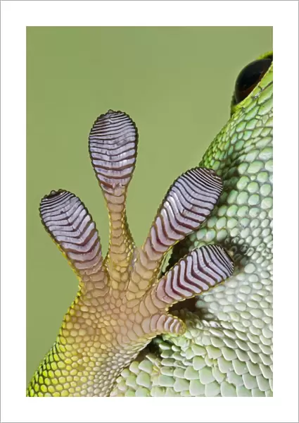 Day Gecko - close up of foot - controlled conditions 12967