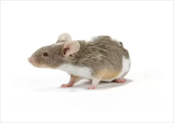 Pet Mouse - in studio