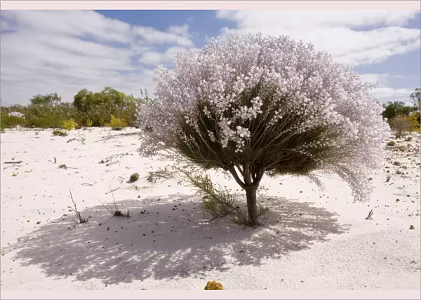 Lambswool Bush - growing on sand in Kwongan heath, Alexander Morrison National Park, Western Australia