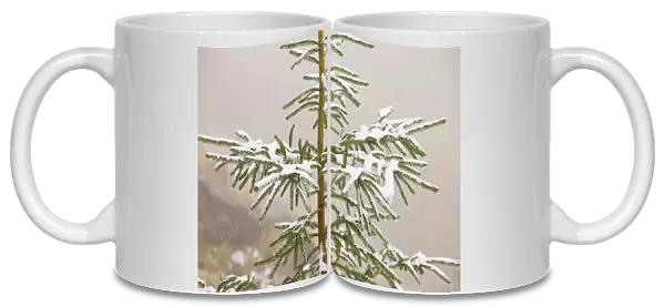 Norway Spruce tree covered with light snow and frost, high in the Fagaras Mountains, southern carpathians, Romania