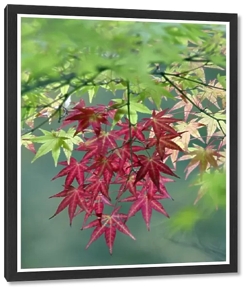 Japanese Maple leaves - autumn - Hessen - Germany