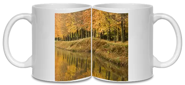 Beech Trees - Autumn colours - along river bank - The Netherlands, Overijssel, Ommen, Eerde estate