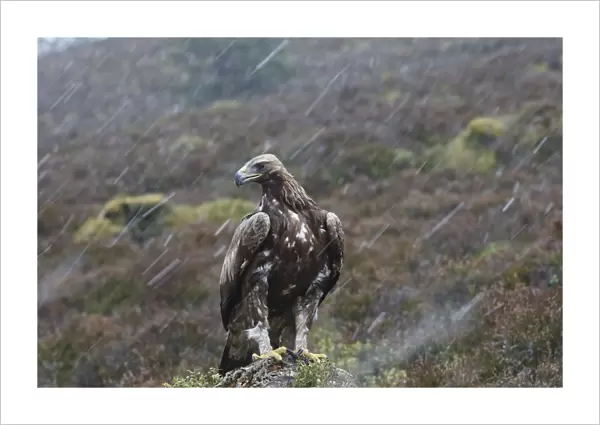 Golden Eagle - in rain. Scottish Moor - Aviemore - Scotland
