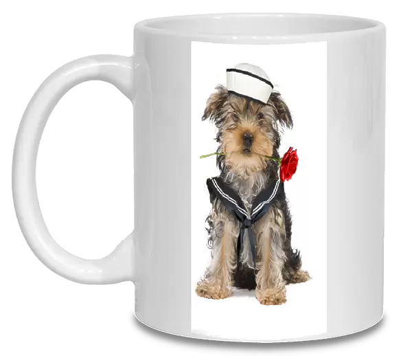 Dog - Yorkshire Terrier holding rose wearing sailor outfit Digital Manipulation: Sailor & rose (Su)