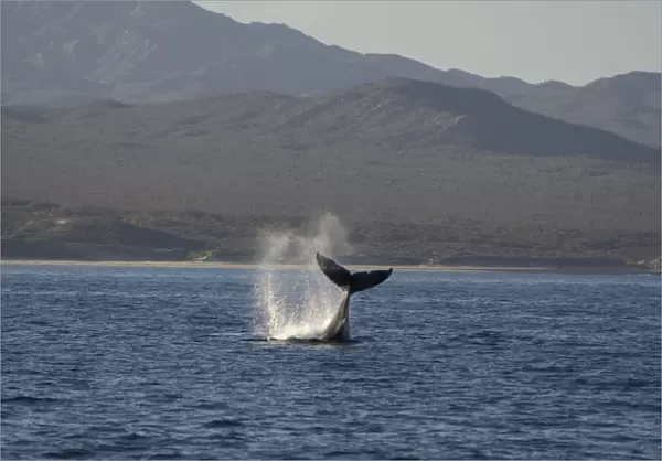 Humpback Whale - fluking - Sea of Cortez - Baja California - Mexico