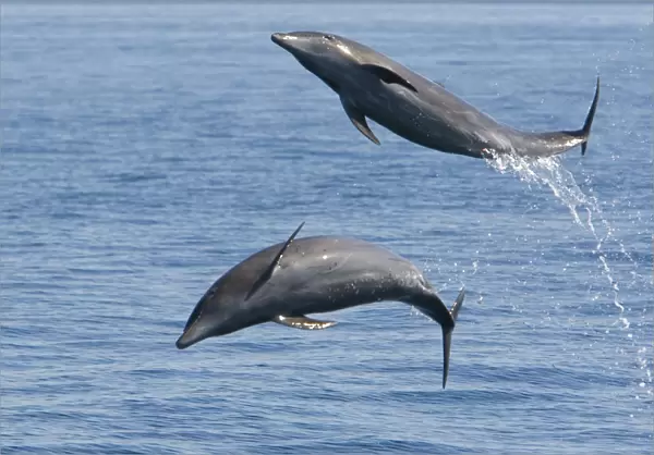 Bottlenose Dolphin - leaping - Baja California - Mexico