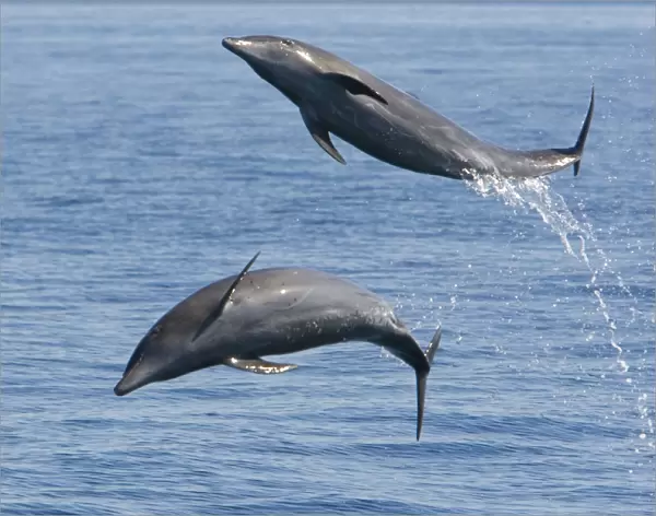 Bottlenose Dolphin - leaping - Baja California - Mexico