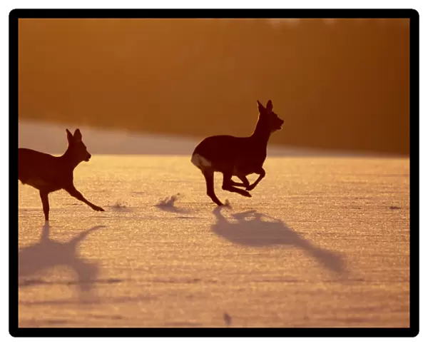 Roe Deers - running in snow - Germany