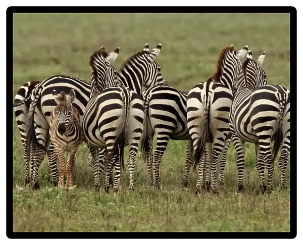 Grant's Zebra - herd with young one - Serengeti NP - Tanzania Manipulated image: animal removed from background