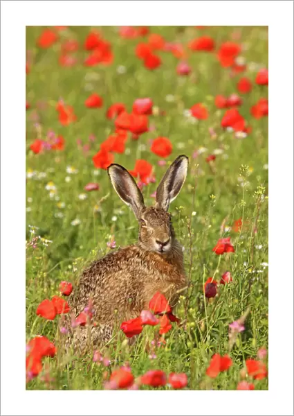 European  /  Brown Hare - in poppy field