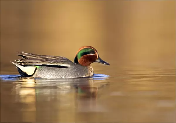 Teal - drake in early morning light swimming through golden coloured water - Cannock - Staffordshire - England