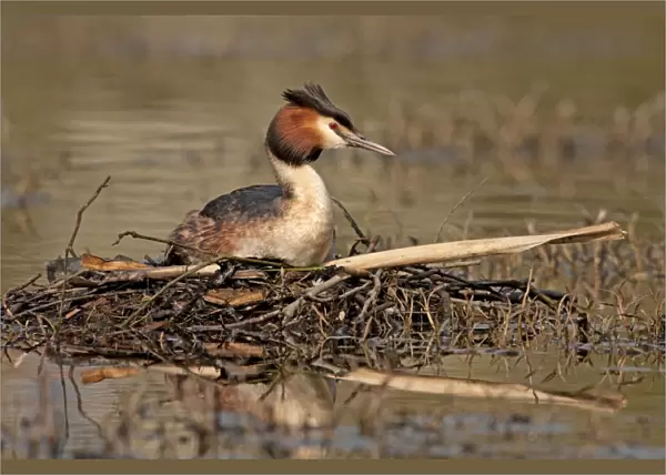Great Crested Grebe - sitting on nest - Telford - England
